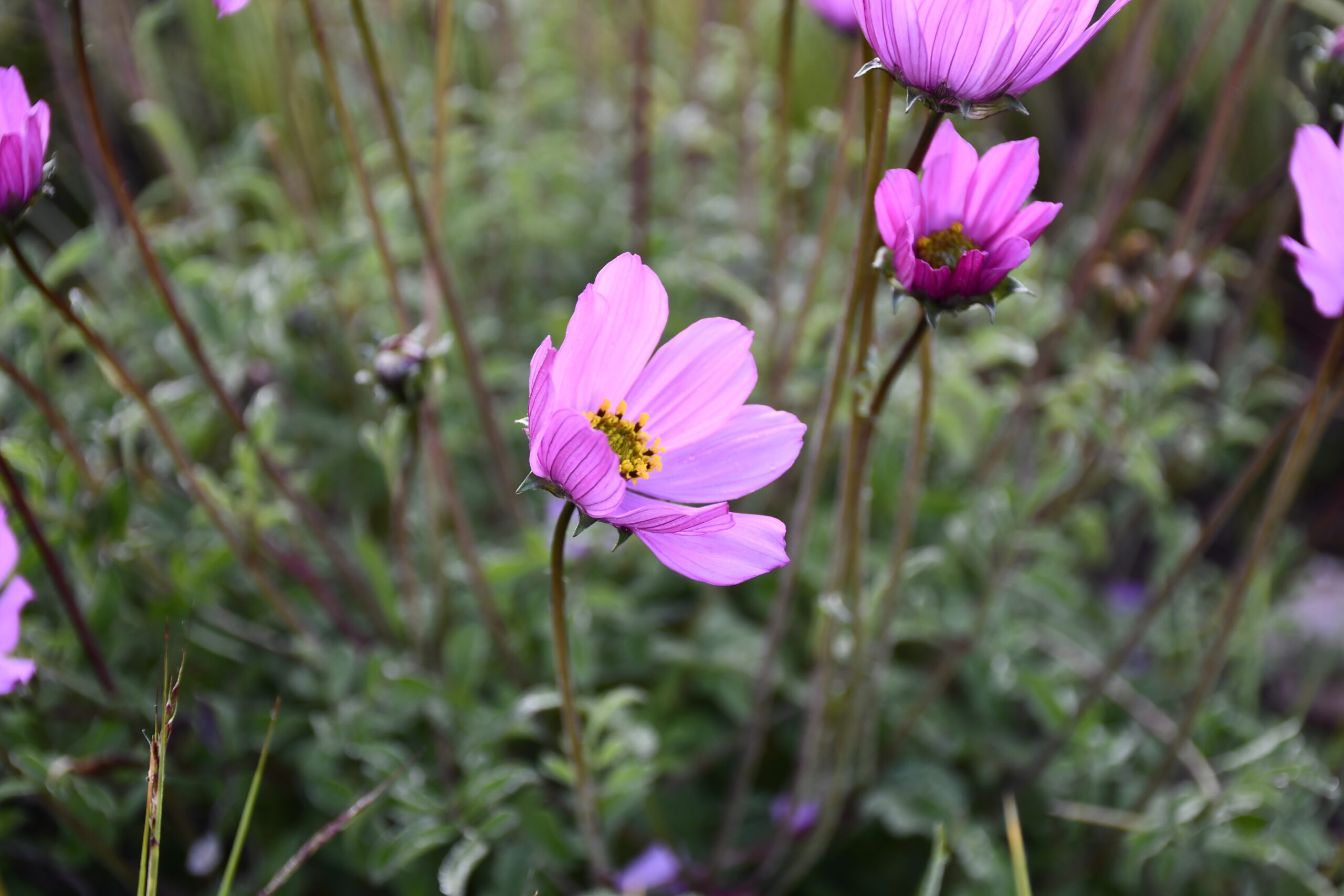 FLOR DE TANKANI